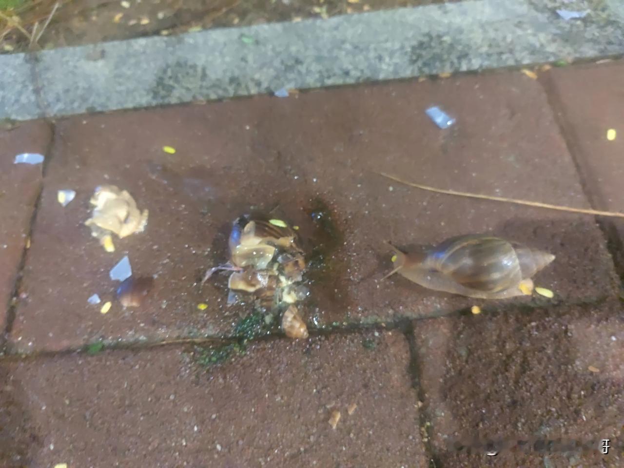  这五年多个粉丝一直跟我说，蚂蚁哥，逾期没事的，我倔强的一直维持这那张恶梦般的征