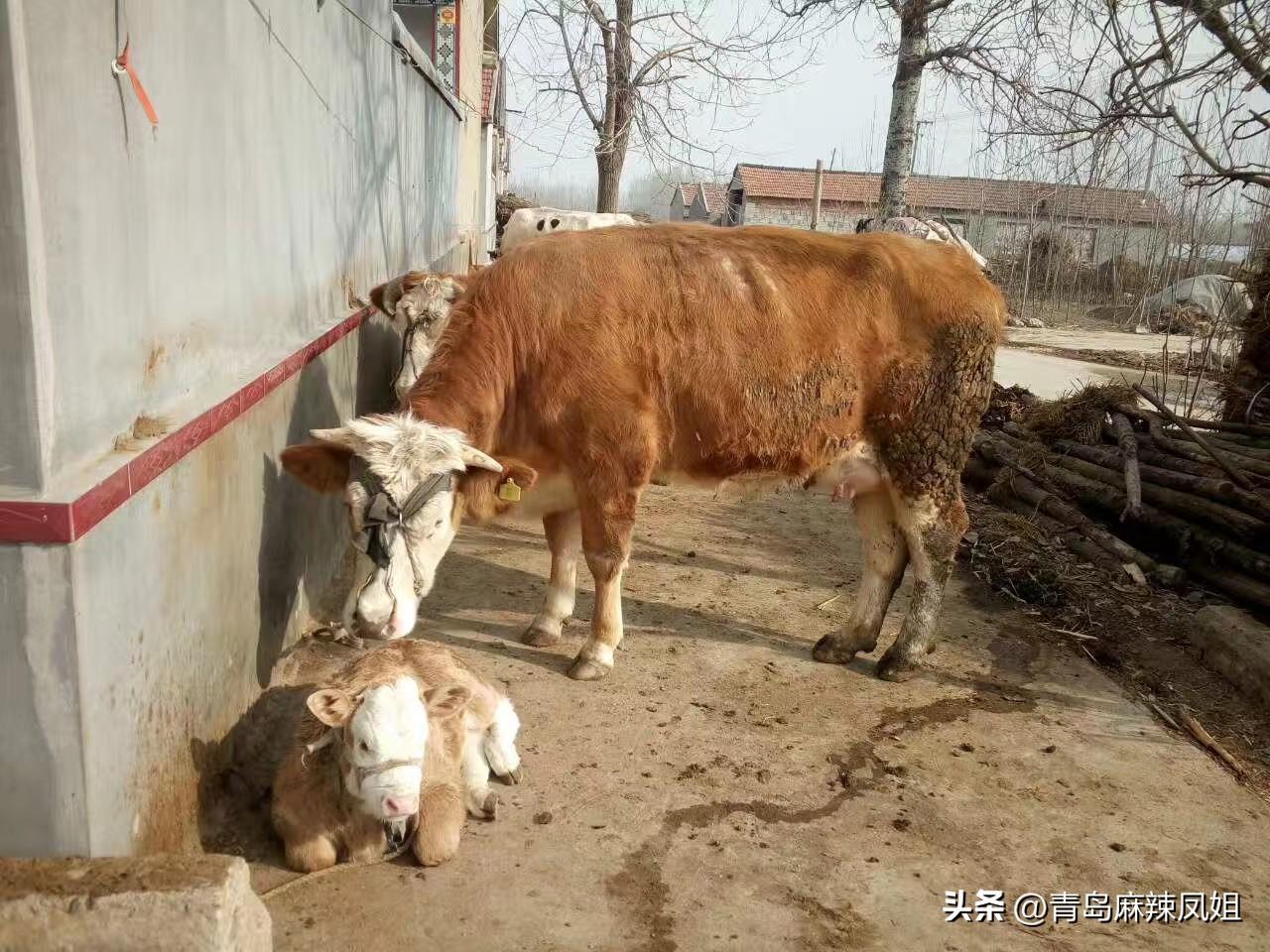 舐犊情深！乡村牛舍里的温情瞬间，尽显动物母爱本色。
农村院落中，一幕暖心场景悄然