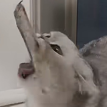 猫猫死对头看到它这样也释怀了 表情包来咯！！！🤓 