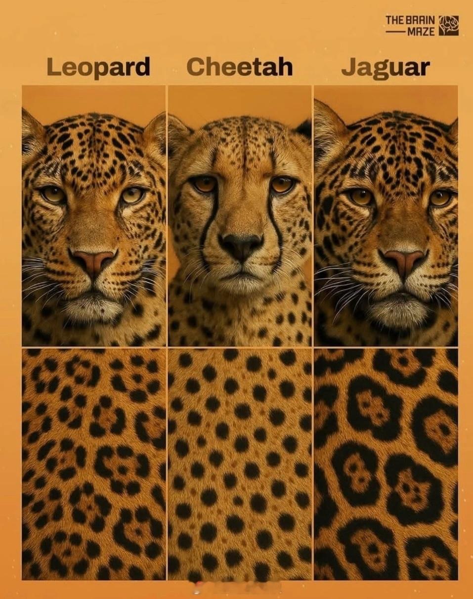 豹、猎豹、美洲虎的对比 ​​​