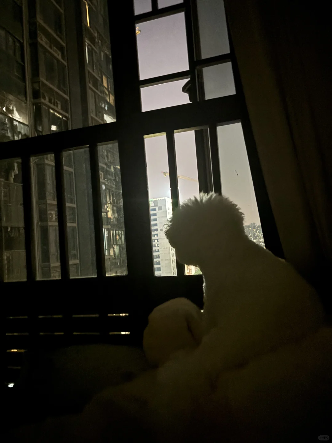半夜醒来起猛了，发现我的小狗在独自赏月🌙