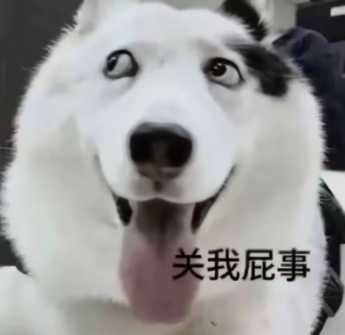 你意思是你们一群人天天组团来看我私人博被气个半死还要去粉见挂我骂我两句到头来我还
