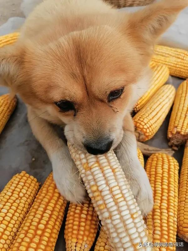 一句“干什么”通行天下，你家乡的说法是不是一开口就带着“大碴子味儿”或“软糯调儿