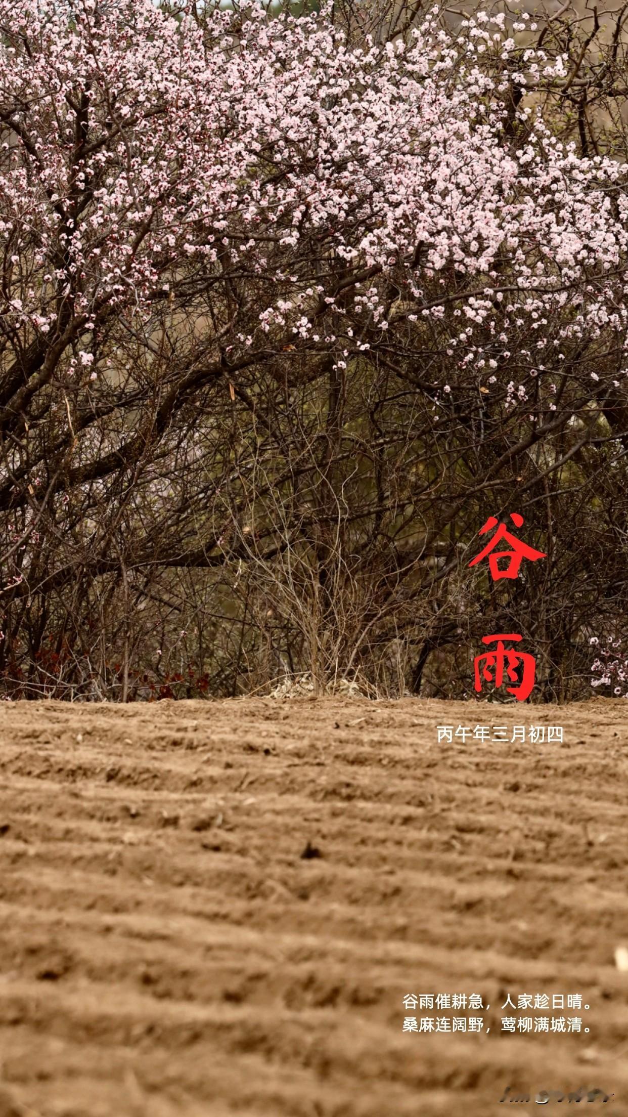 谷雨难得雨，这是东北的说法，就怕春旱夏涝秋啦啦。