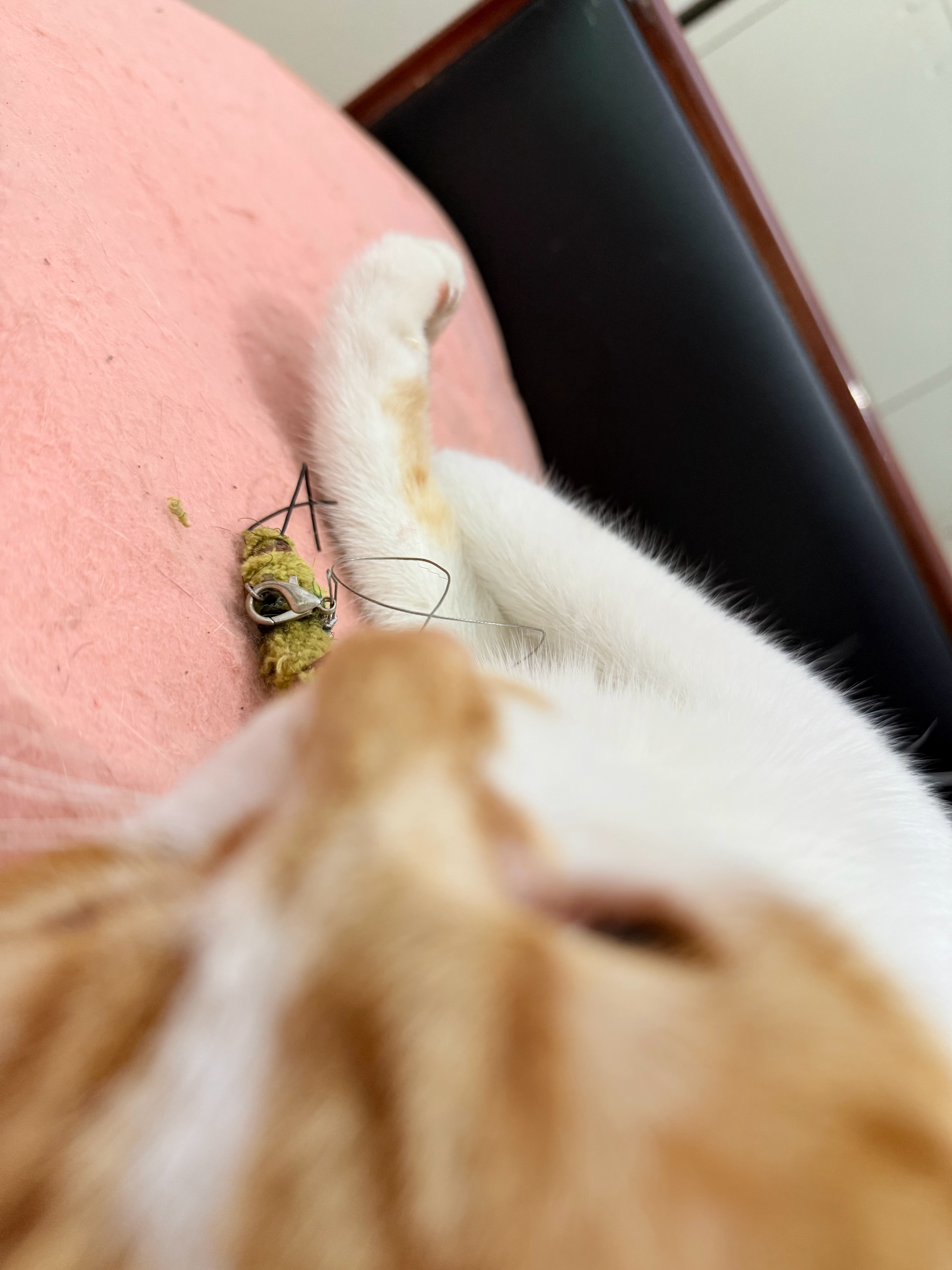 我家屎黄嘴套猫 ​​​