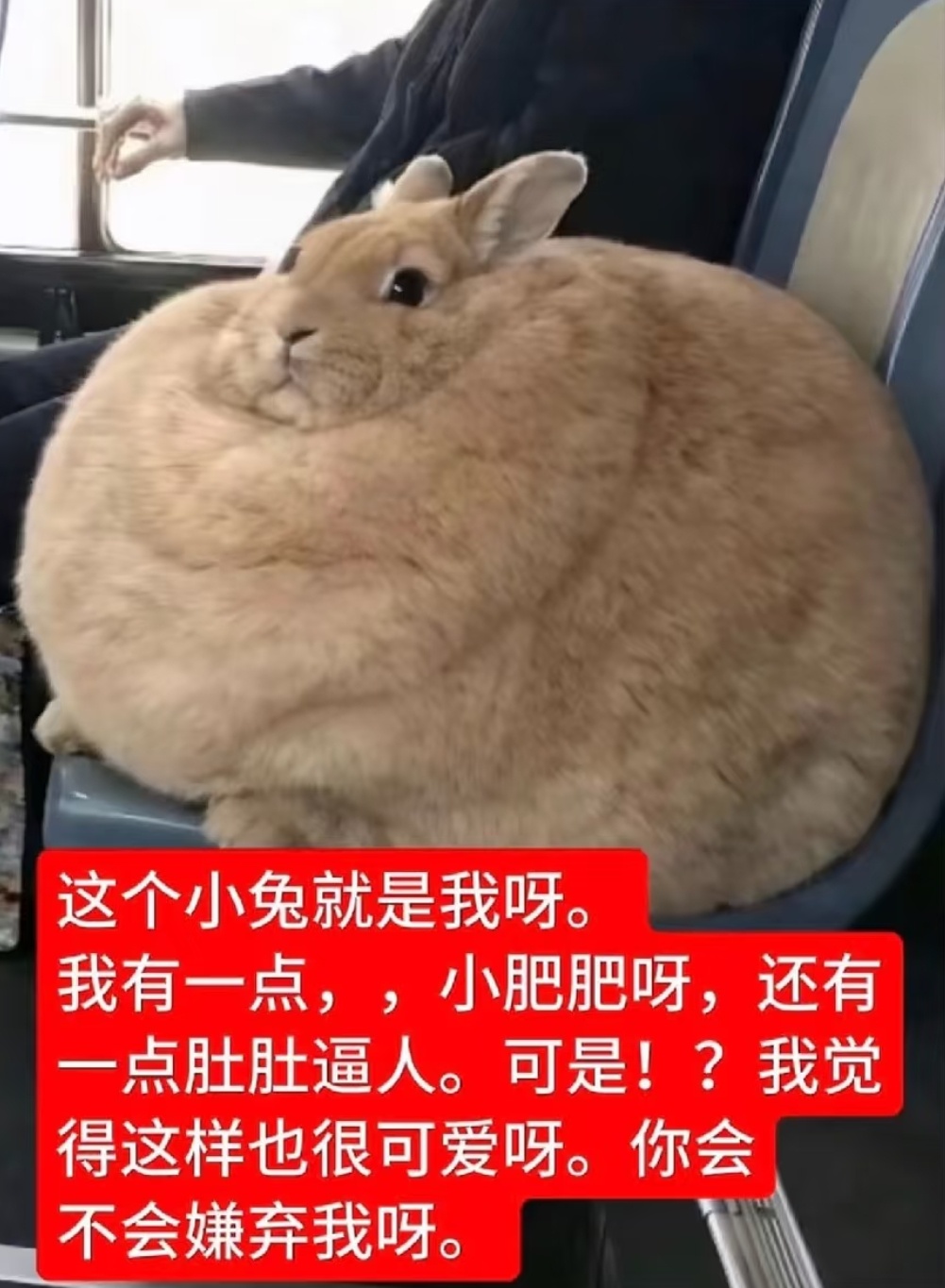 心衔