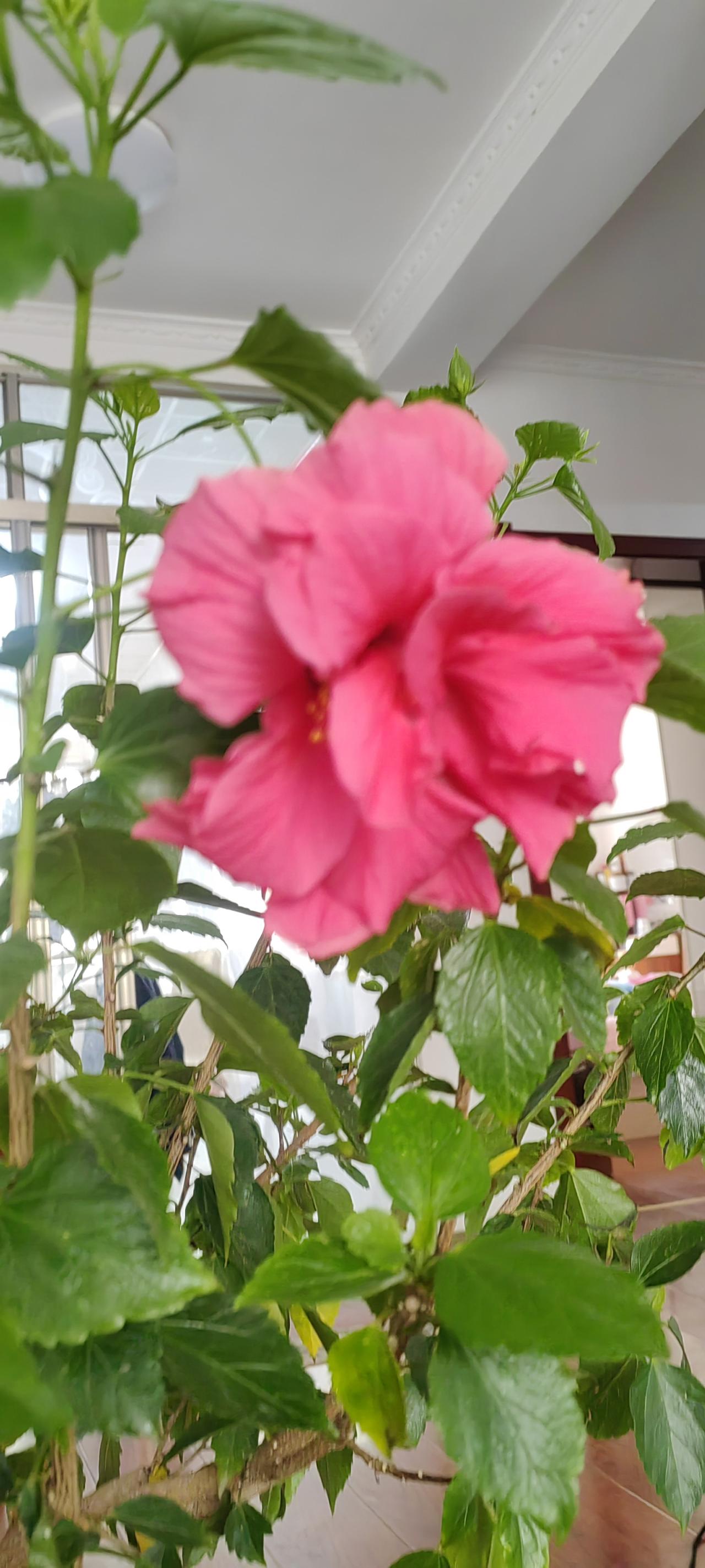 静看春天的美好一花一草一世界 生活的美无处不在 爱生活爱养花 记录花开醉美的瞬间