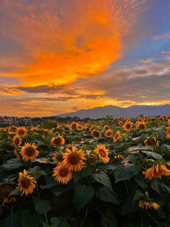 夕阳下的花海，很美的向日葵壁纸 ​​​