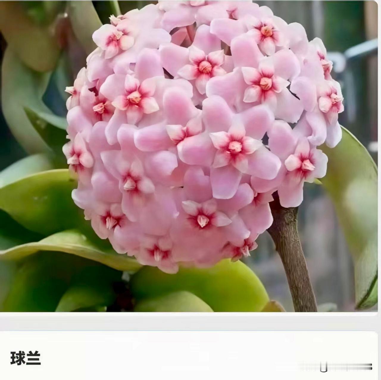 把我心交绐你——直白浪漫
的心叶球兰
心叶球兰其名字来源于心叶球兰的叶片基部接近
