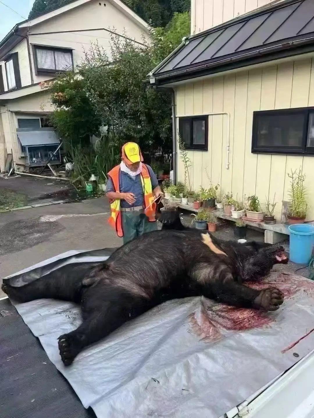 羡慕日本猎人有熊掌吃！
今年日本熊患特别严重，由于日本农村人口减少，田地农宅荒废