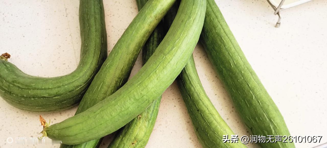 #记录我的9月生活#进入九月份，丝瓜长势喜人，今天一次就摘了六根。本来打算吃一根