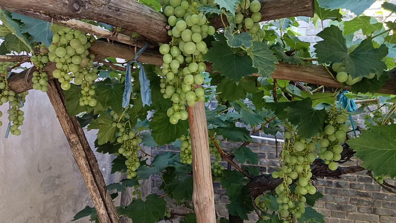 今日分享随手拍照片家里的葡萄🍇，硕果累累[玫瑰][玫瑰][玫瑰]