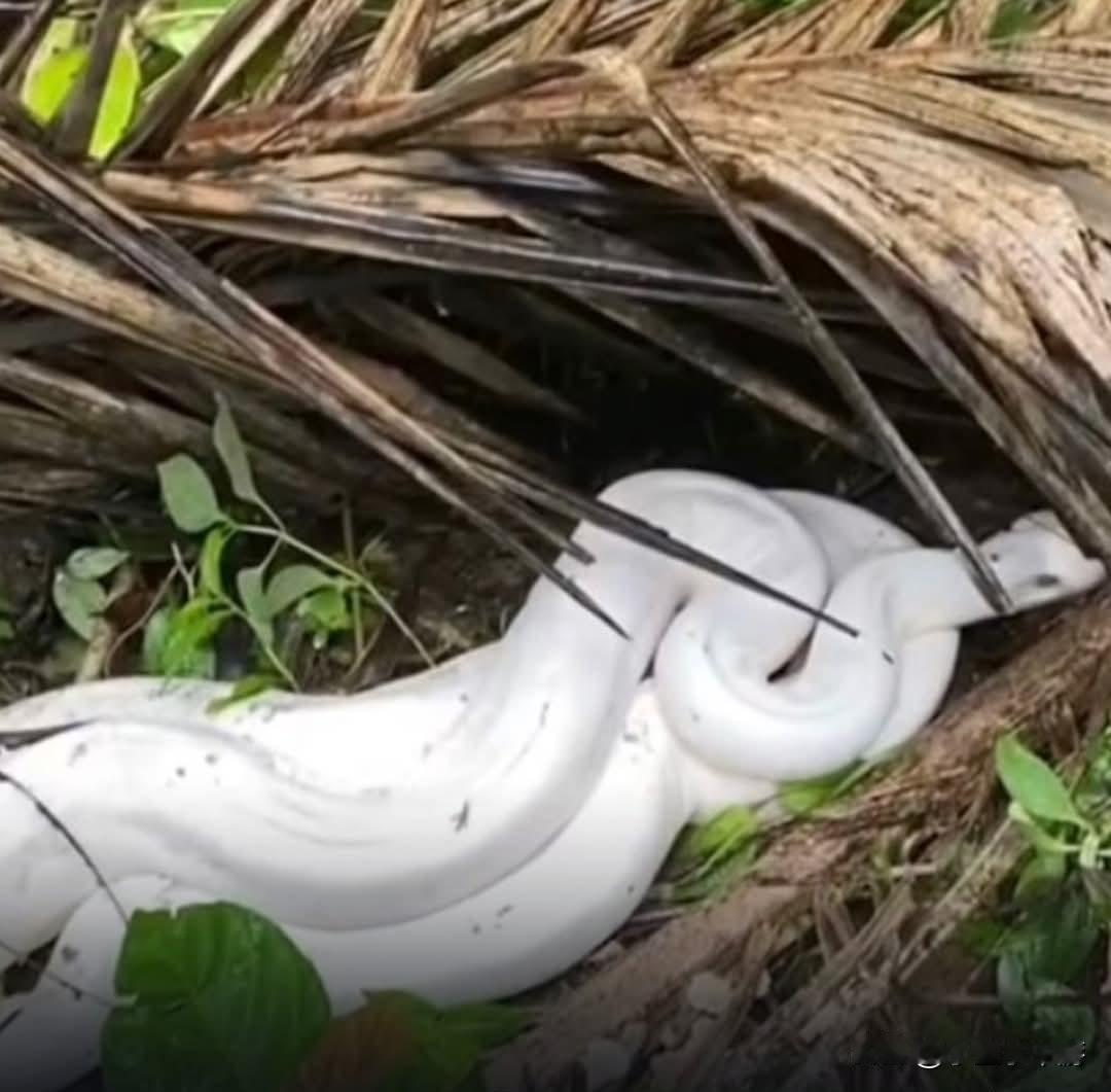 印尼廖内省（Riau）的一个村庄居民捕获白蛇！当地居民在棕油园内发现一条白色的蟒