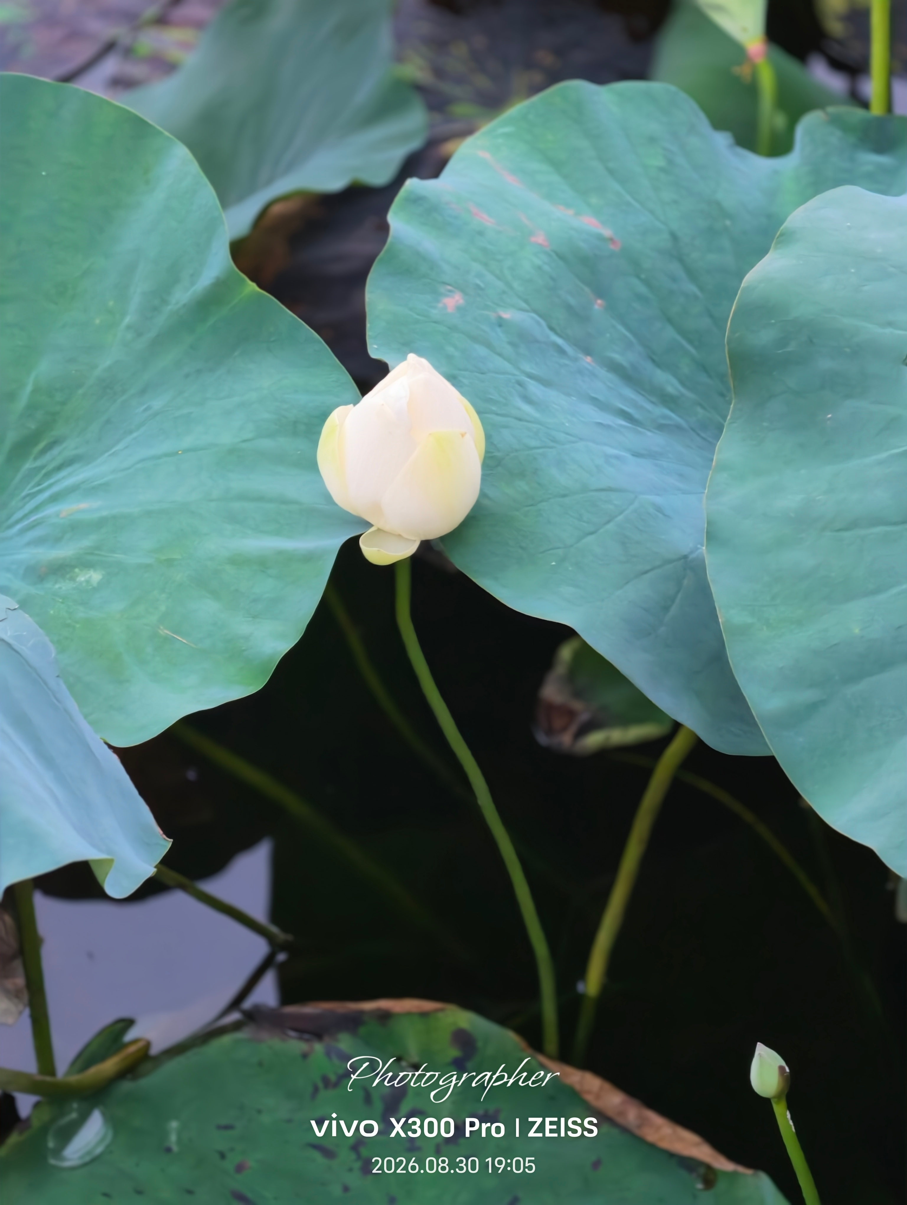 夏末的荷花🪷 ​​​