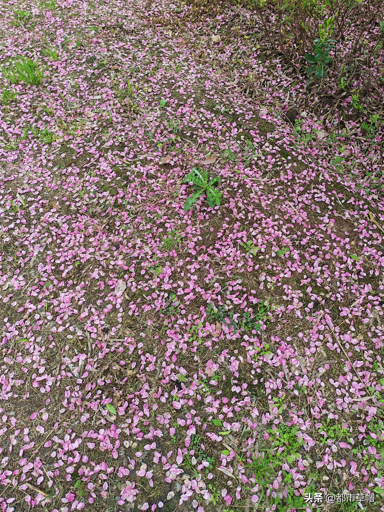 花谢花飞飞满天，红消香断有谁怜？林黛玉见落花流泪，感身世之悲，写下《葬花吟》。落