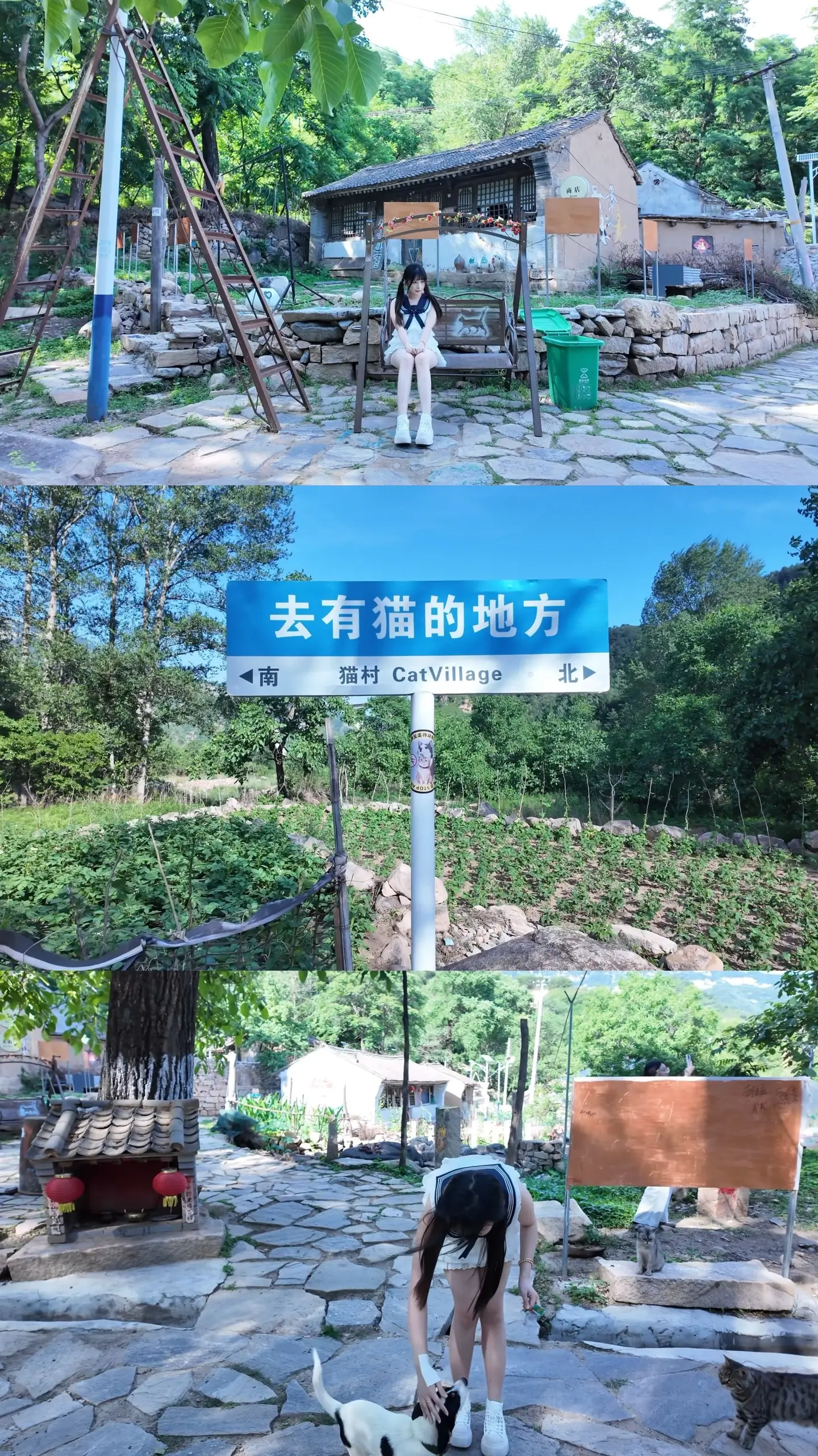 小猫要拯救世界^⌯𖥦⌯^ ੭!!     💥