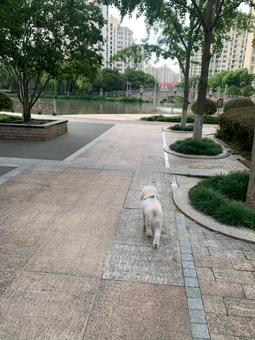 一觉醒来六点半，昨晚太兴奋过了[流汗]早餐时间由卷宝的施工进度决定 ​​​