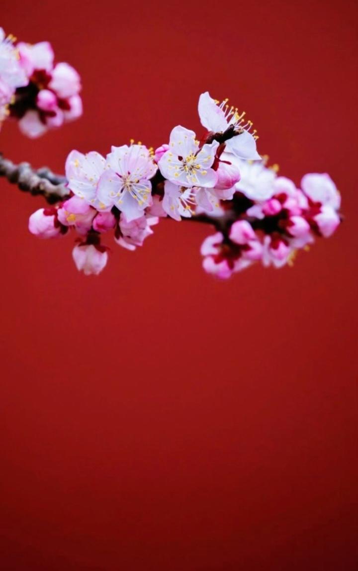红杏出墙独自开
守着本分莫胡来
纵使蝶儿花间舞
～🦋🦋🦋～？

上联：园内