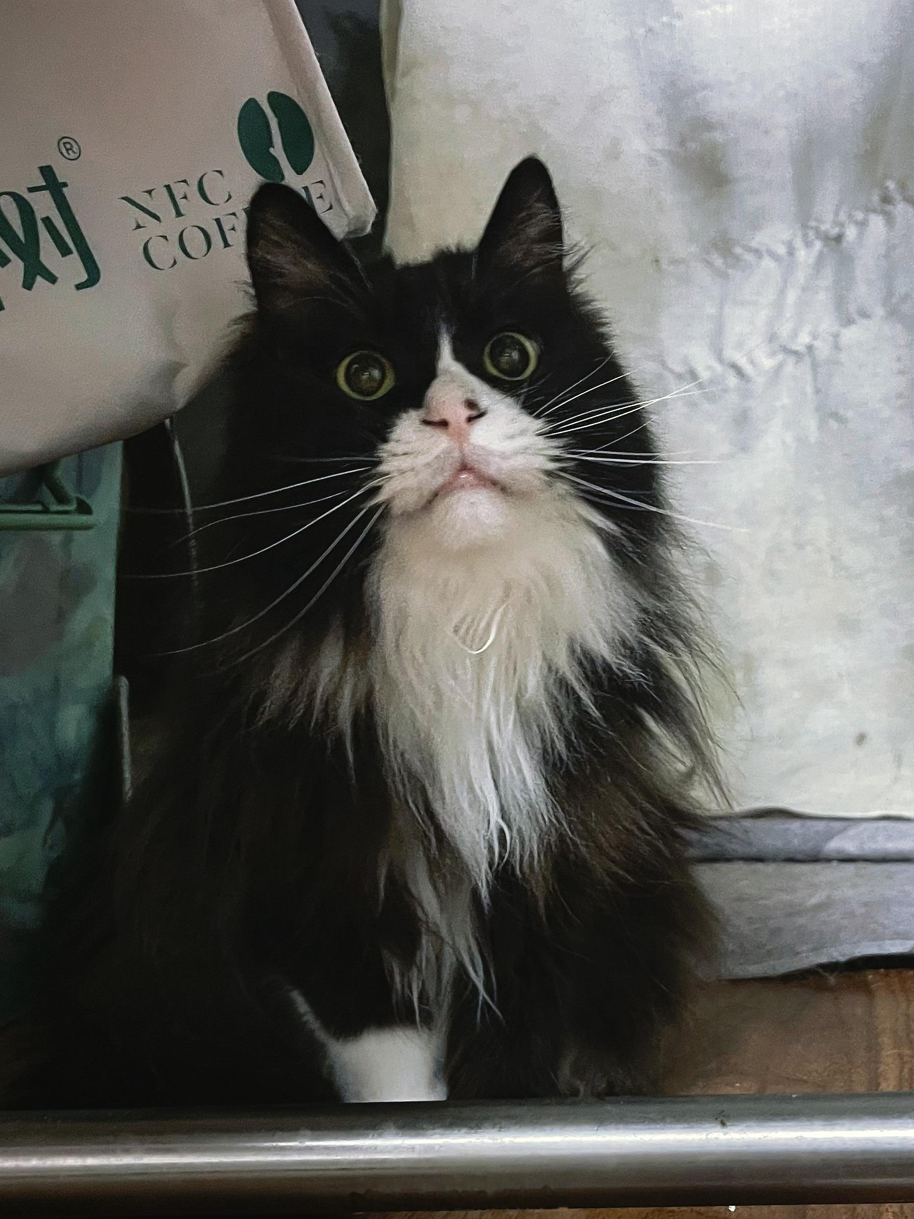啊～啊～啊～黑猫警长🫡 