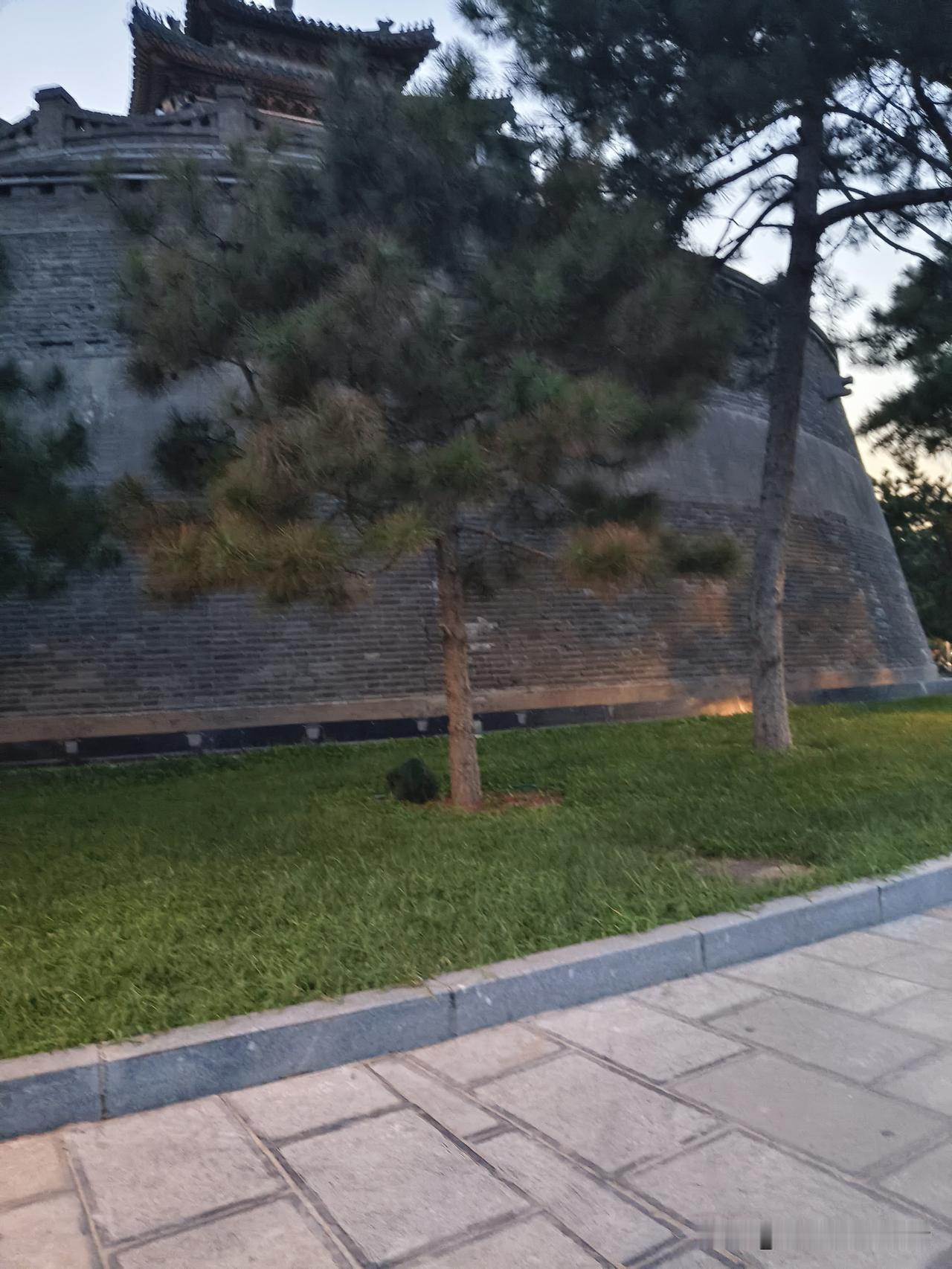 这墙边的小树可太显眼啦，在灰墙的衬托下，嫩绿的枝叶看着生机勃勃的。
就跟瑞文网里