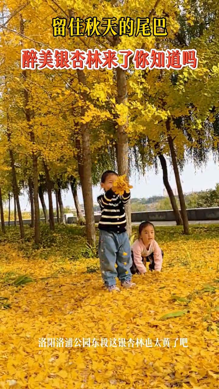 留住秋天的尾巴，醉美银杏林来了你知道吗？
洛阳洛浦公园东段这银杏林也太黄了。