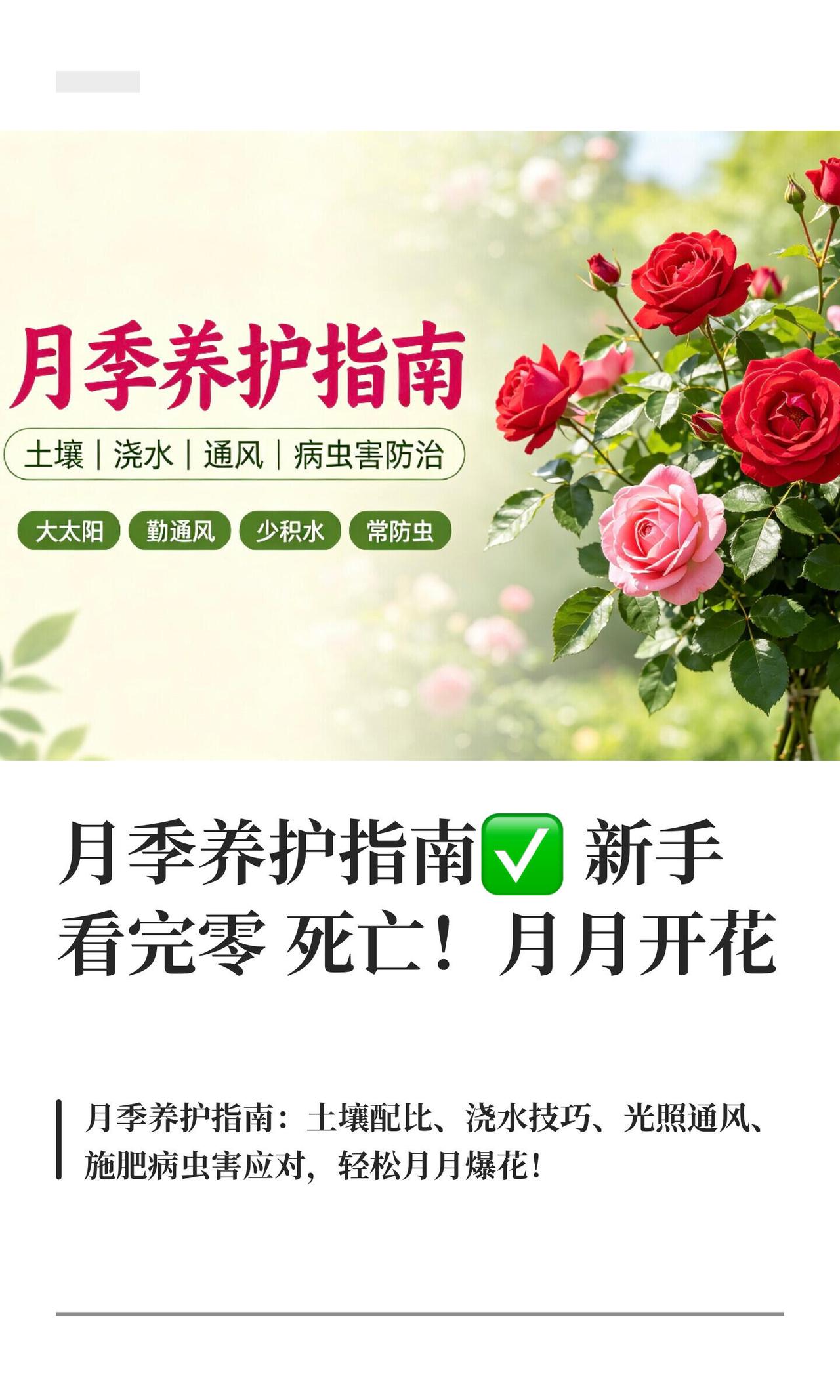 月季养护指南✅新手看完零死亡！月月开花|月季养护关键：配土2:1:1营养土+珍珠