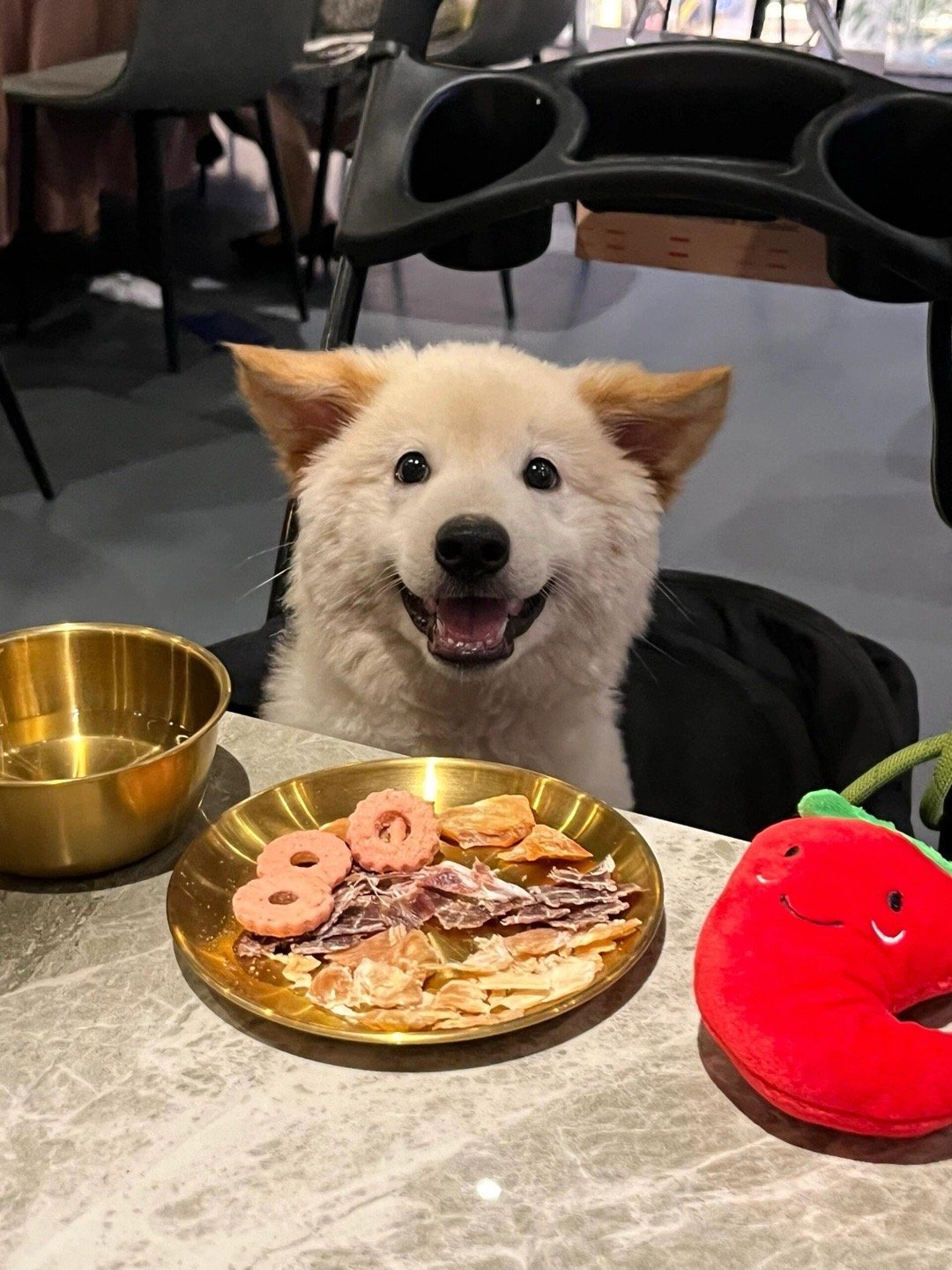 小狗：服务员姐姐送了我零食和玩具好开心 