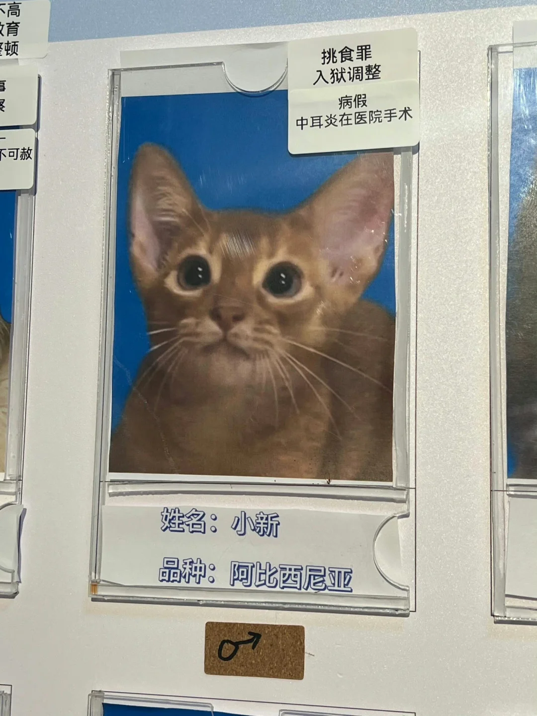 咱们猫猫单位也是卧龙凤雏都聚齐了🫰