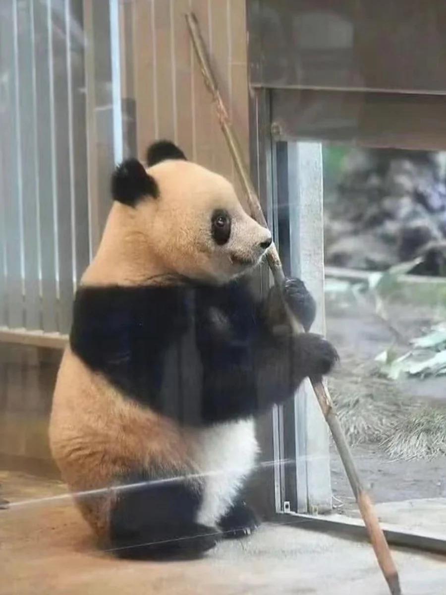 是谁的心都要化了？