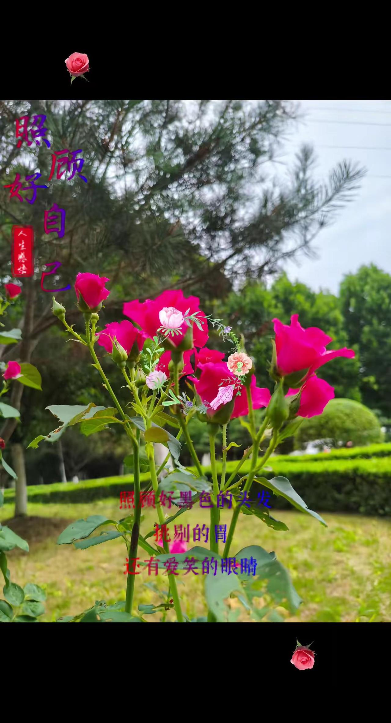 被鲜花治愈的瞬间 日常随手拍花草 路边花草记录