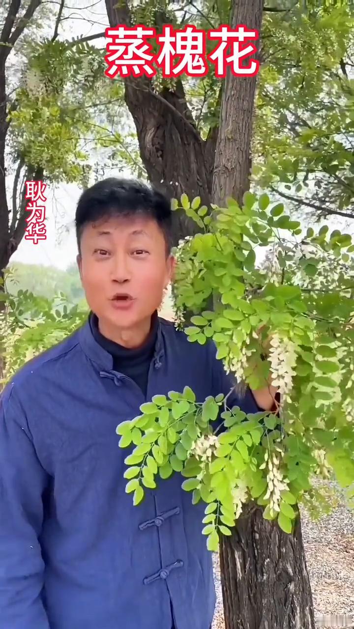 蒸槐花。
耿为华。
家人们，到北京郊区来摘槐花，这个时候的槐花含苞待放，又香又甜