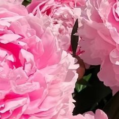 芍药花的种植方法一、土壤选择：选择疏松的微酸性土壤，因为这种植物在碱性条件下生长