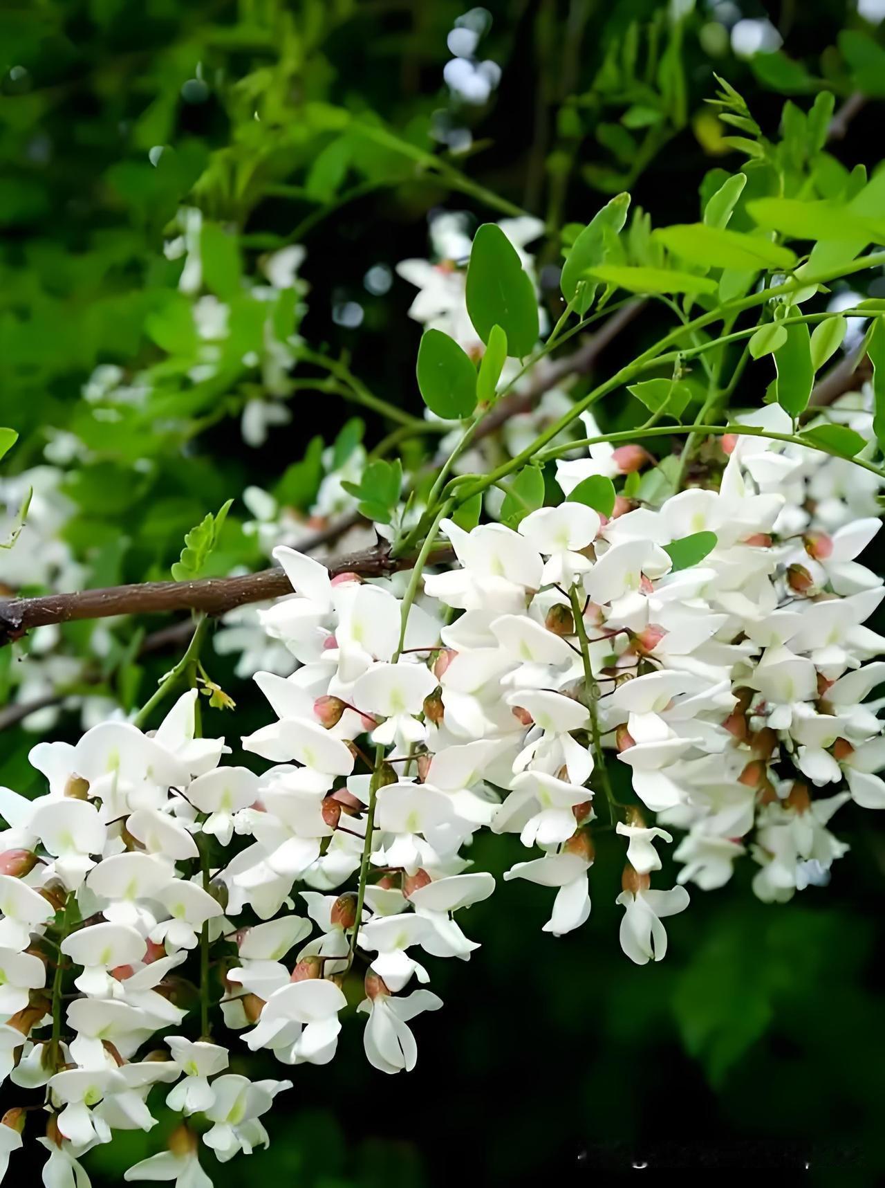 《送萧远弟》
——唐·张籍
街北槐花傍马垂，
病身相送出门迟。
与君别后秋风夜，