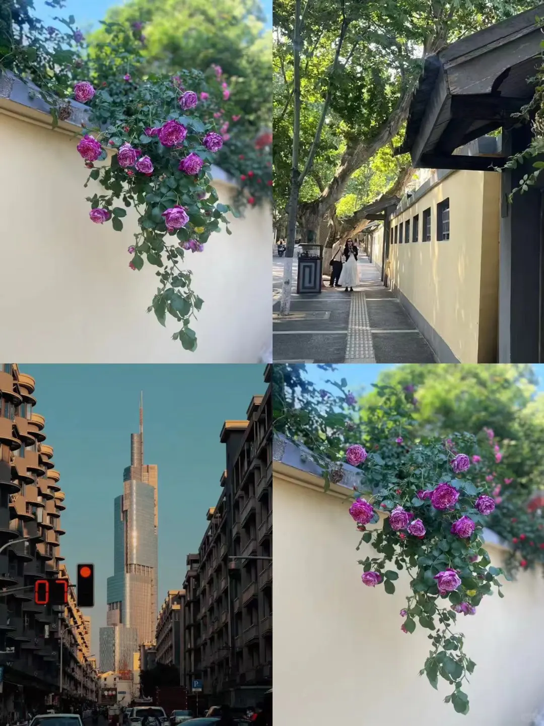 在南京 走过的花路