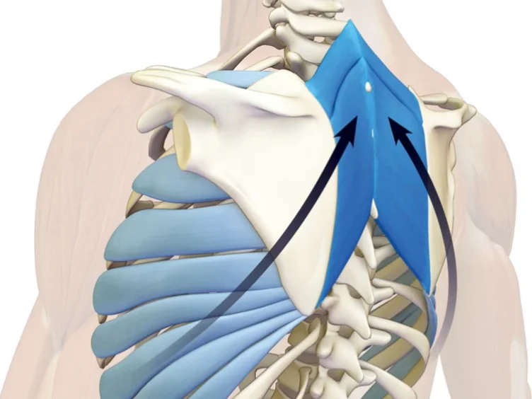 肩颈的恢复，松解和强化背部很关键