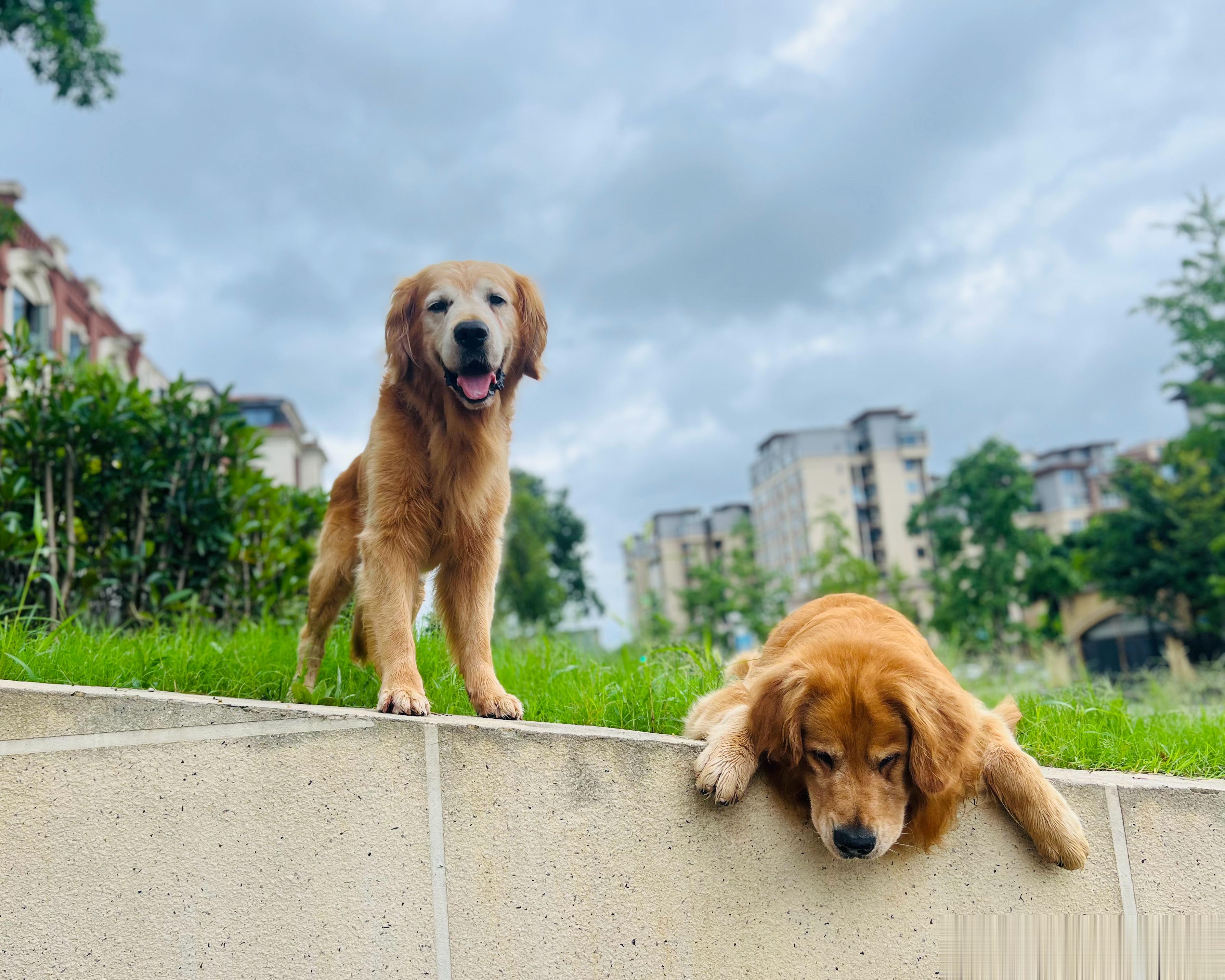 昨晚暴雨只能在院子里尿个尿，今早一早起来遛了煮了狗饭吃了睡了个回笼觉。最后做了个