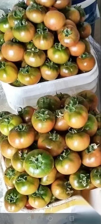 “60万到手，她笑了。”

“三天后，她连夜跑路。”

弟弟一句“姐，你反正没人