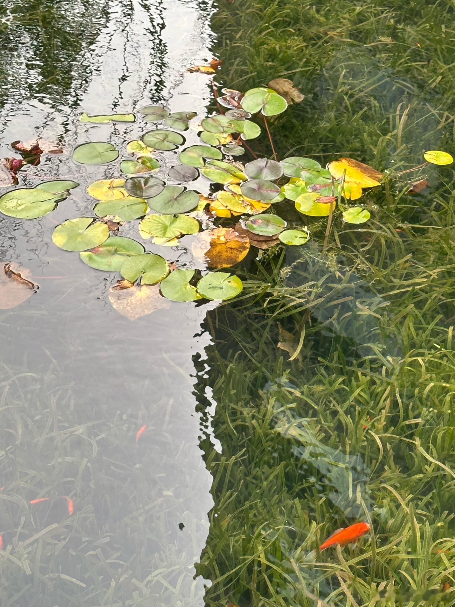 小鱼池寻趣图 日常碎片plog 每日一诗 阿苏的日子  ​​​