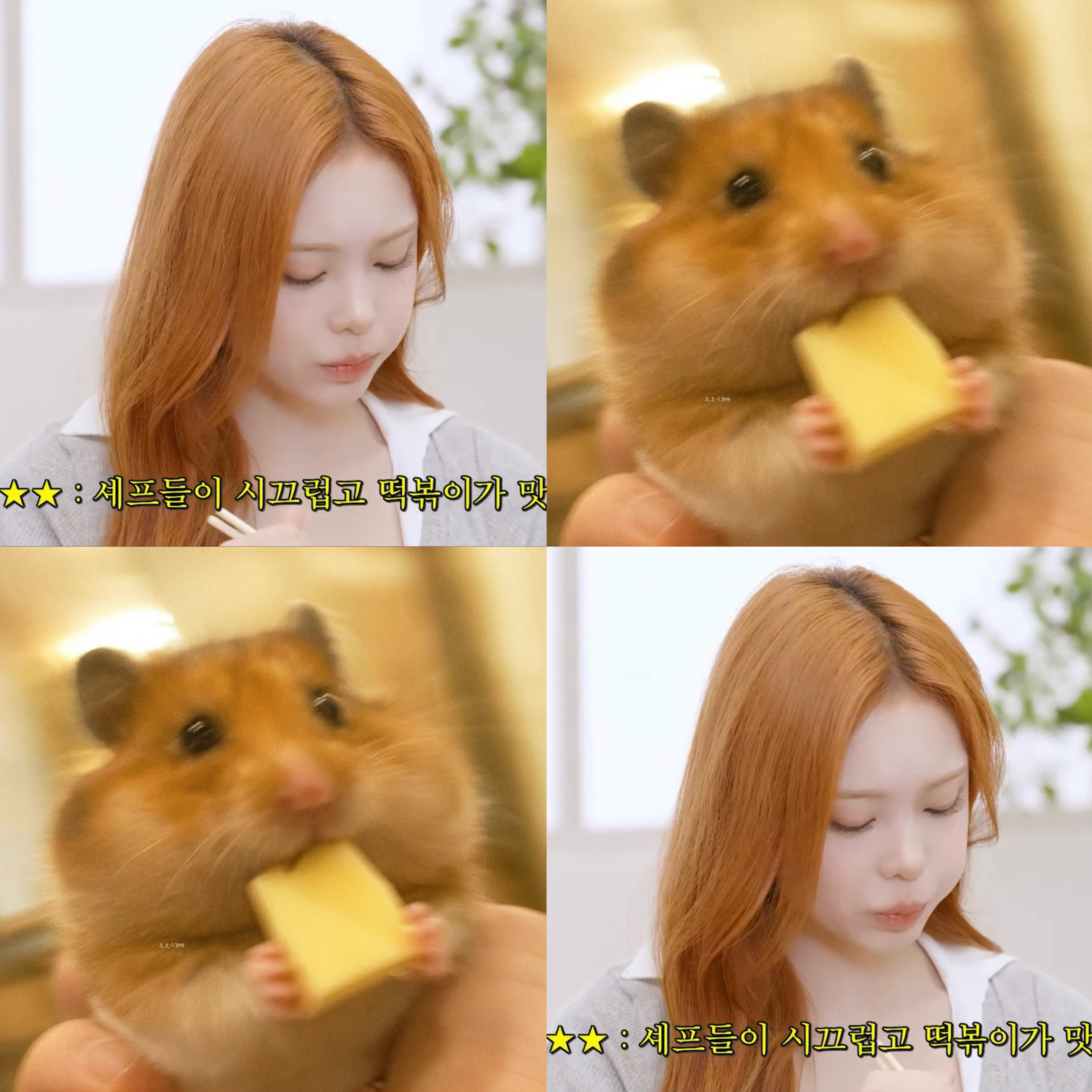 腮帮子鼓鼓🐹 