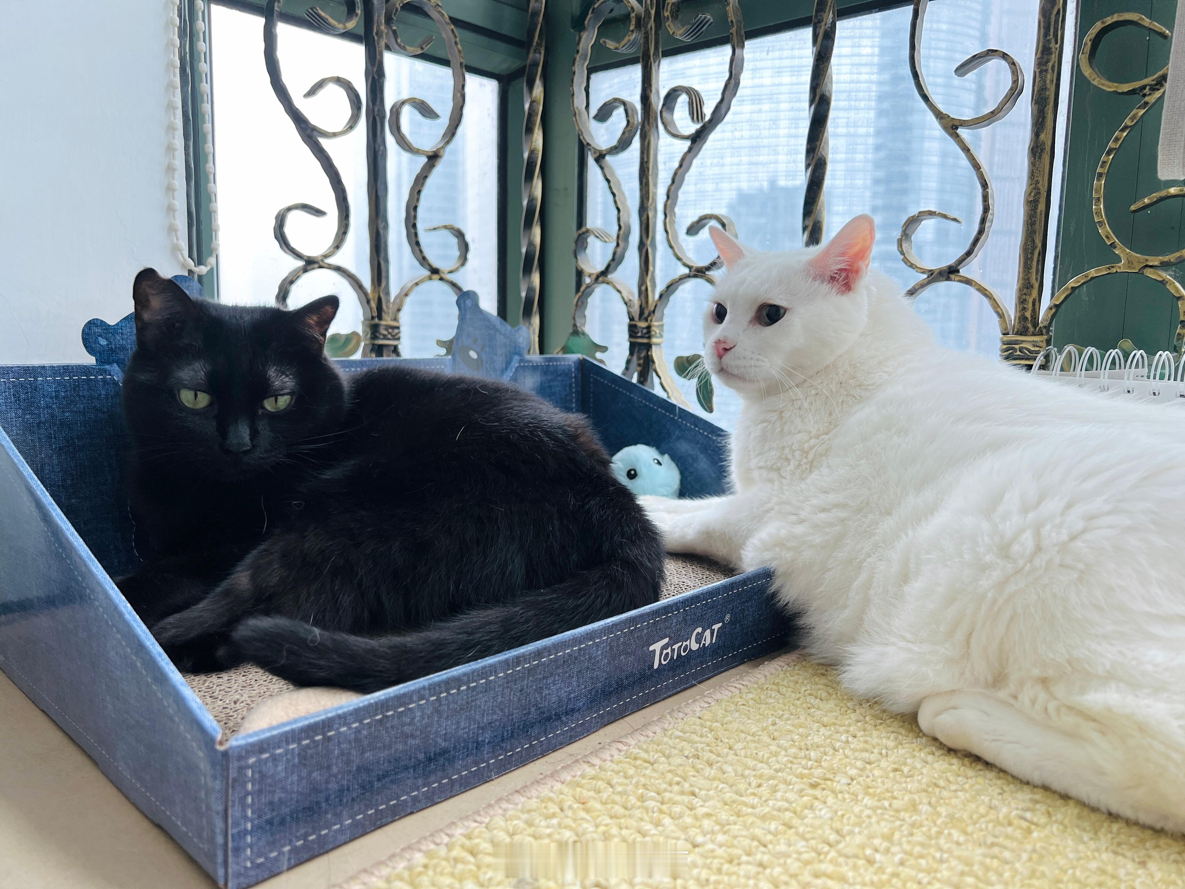 肥軟哥想要卡位的心思～～ ​​​