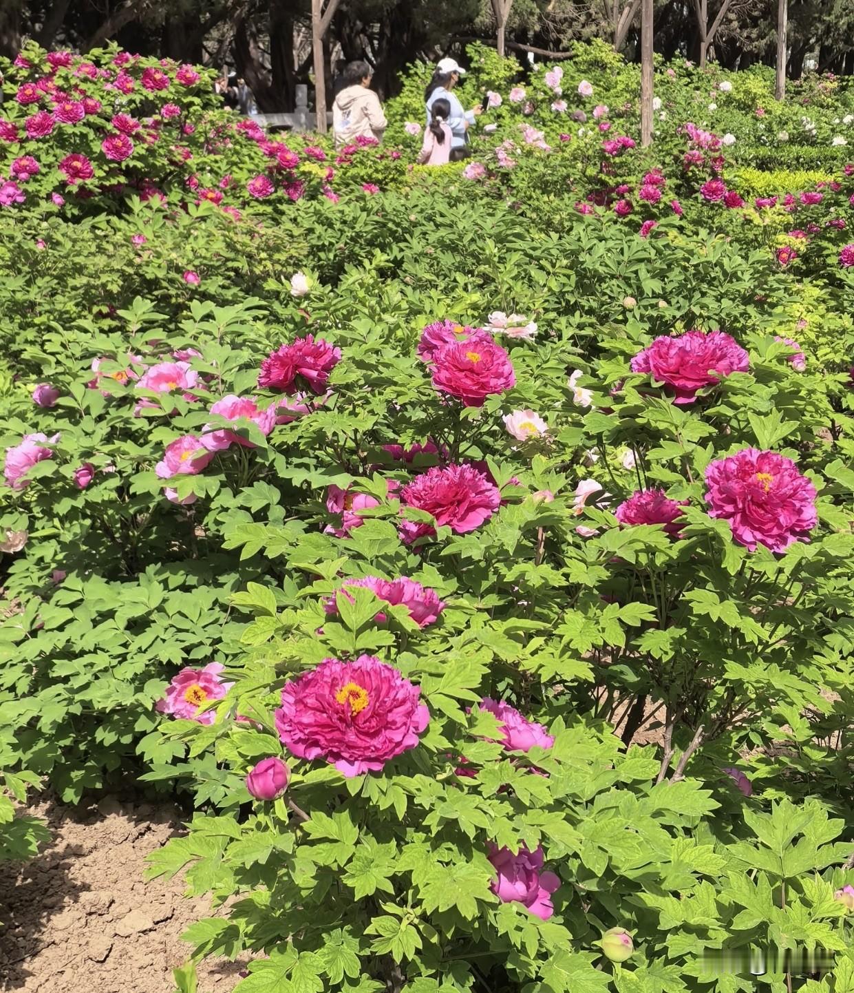 手机上谁有牡丹花图片今天特意去看了牡丹，真是名不虚传！一片片白的、粉的、深红的，