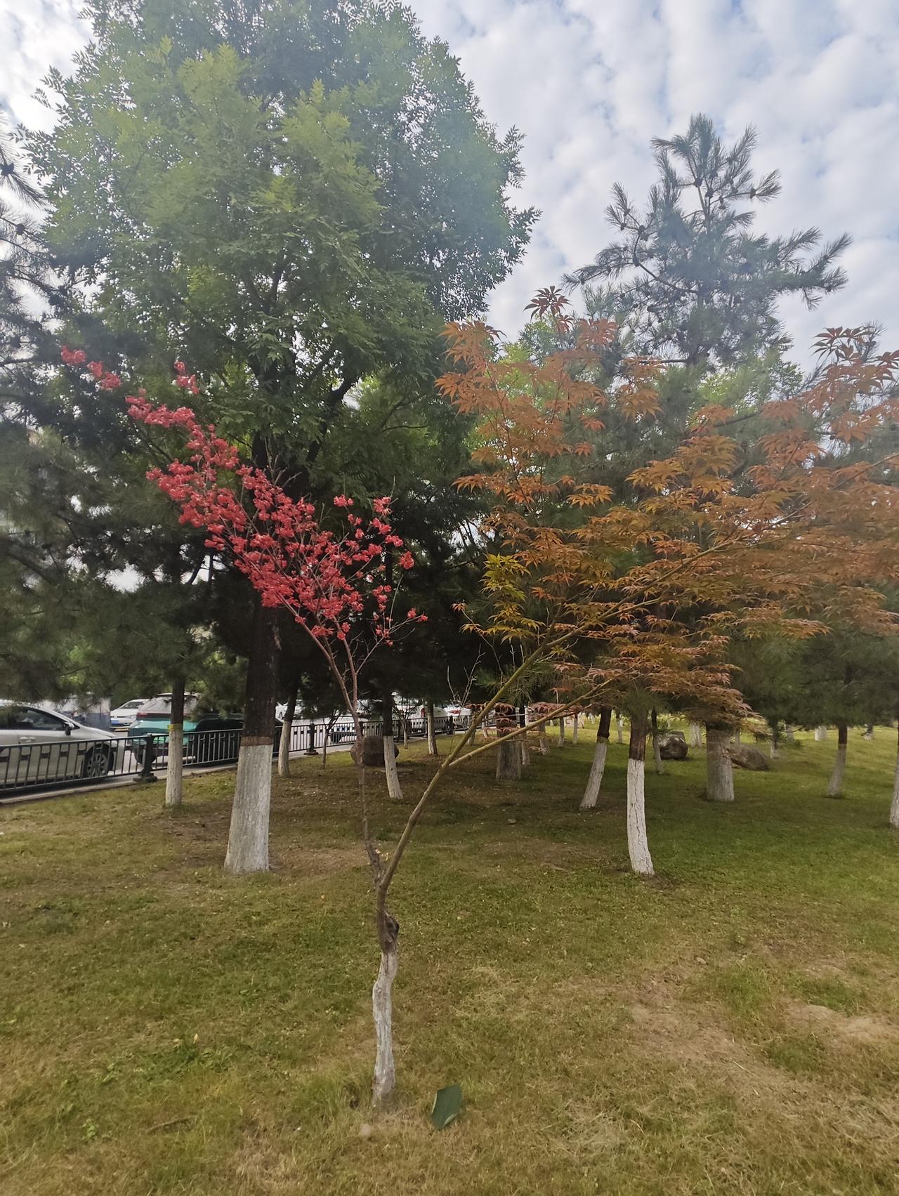 一树两叶咋回事？

早上慢跑，居然在沣河桥下的绿地上发现了一树两叶的枫树，甚为稀