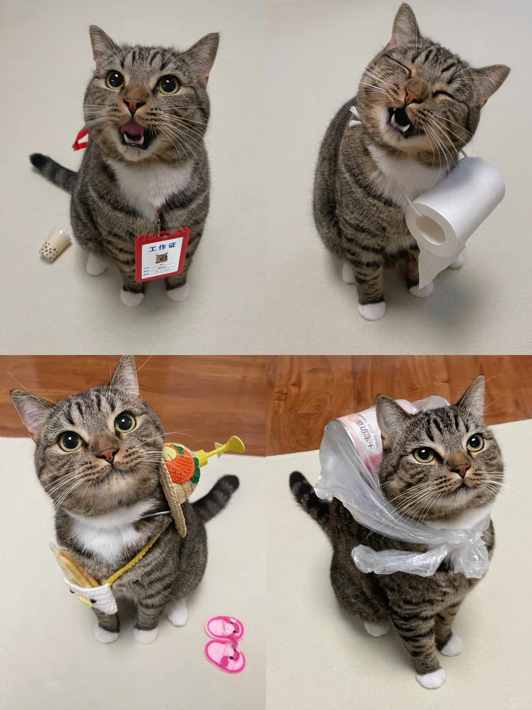 论一只小猫咪可以多全能！
