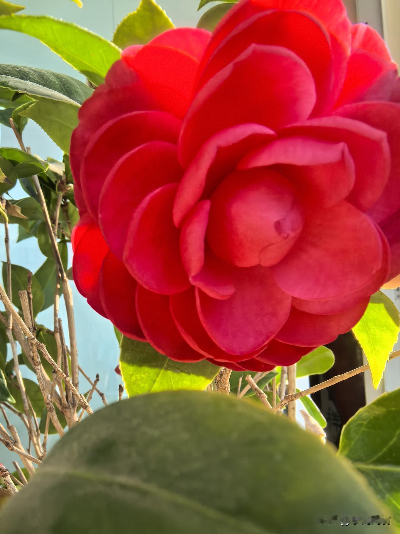 浣溪沙·阳台茶花
    符进朝
晴日窗前暖玉光，
朱英叠瓣试红妆，
翠枝擎得岁