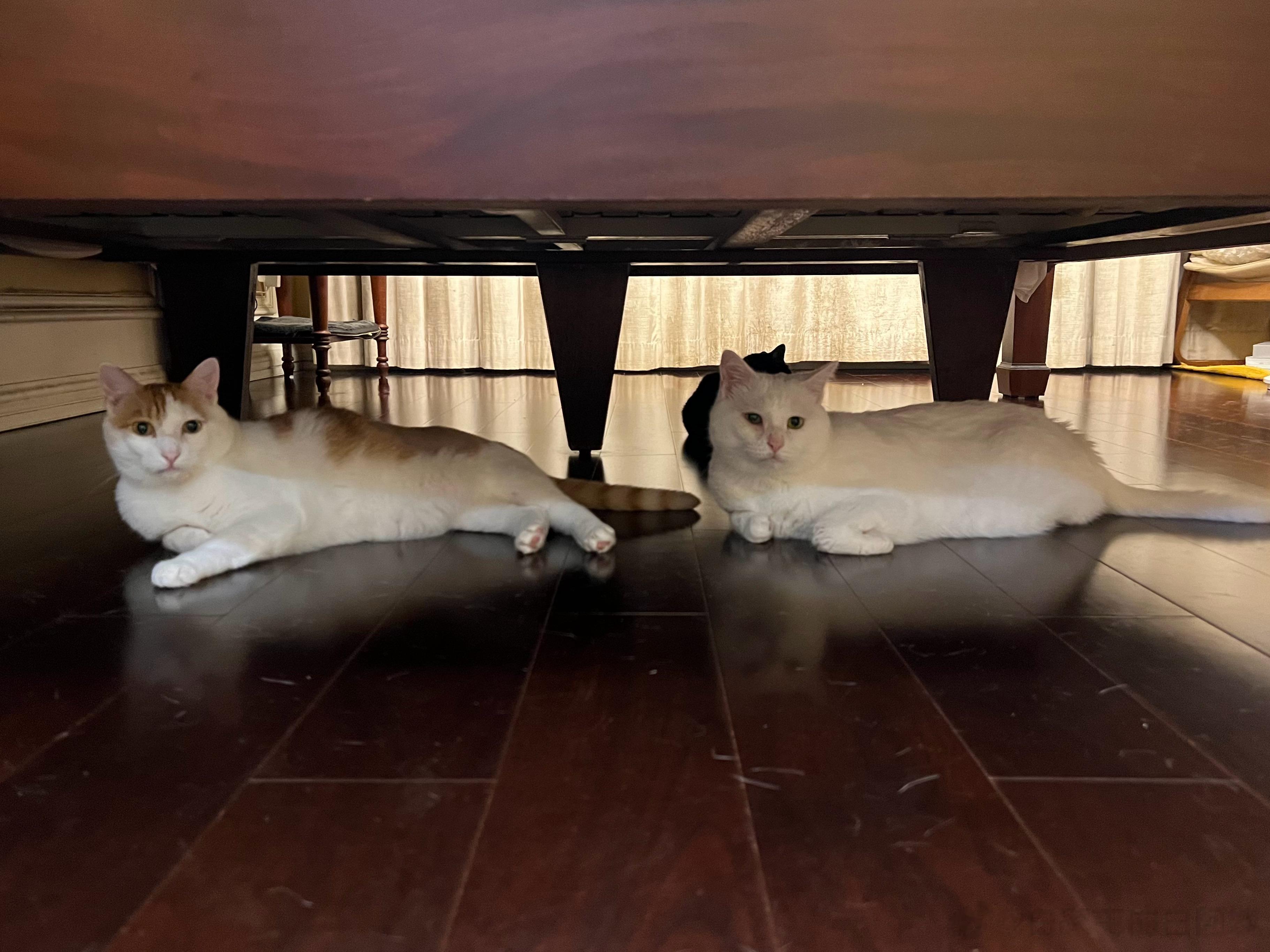 猴猴这体型看着和赖赖一样了，再也不是那只幼齿小猴了，可以干点重活了[努力] ​​