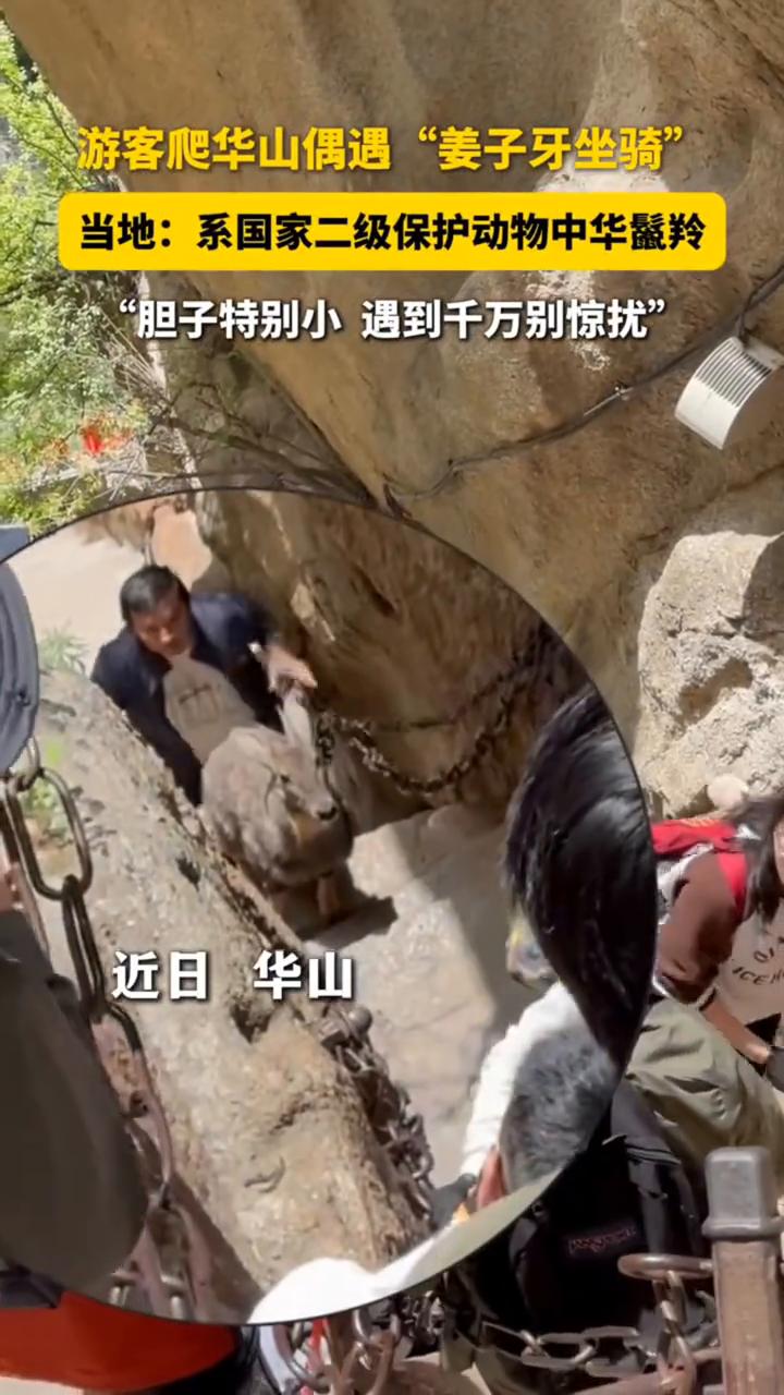 游客爬华山偶遇"姜子牙坐骑"。当地：系国家二级保护动物中华鬣羚。"胆子特别小，遇