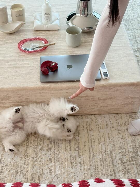 上桌偷吃该不该打🍰