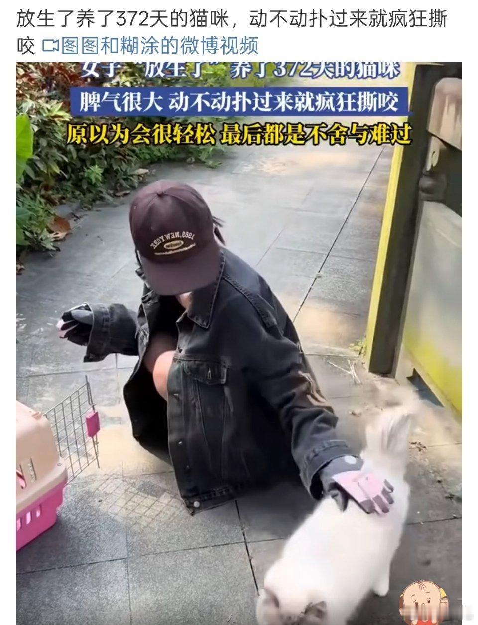 放生了养了372天的猫咪  放生（X）弃养（✓） ​​​