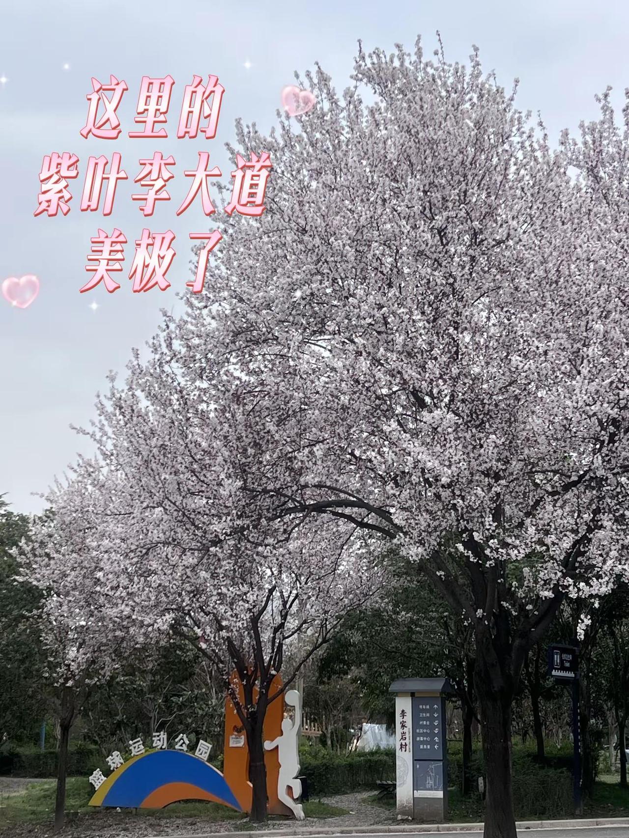 这里的紫叶李大道美极了！ ✨ 这里藏着一条“春日雪海”李家岩的紫叶李开疯了风一吹