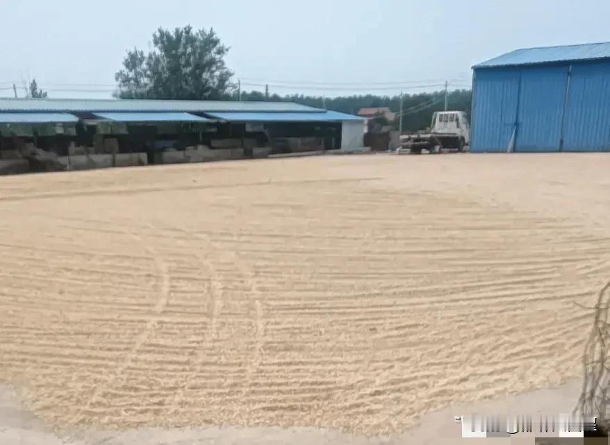 现在小麦有一亩地产2000斤的吗？

刚才看到网上有网友晒他家小麦产量和收益，他